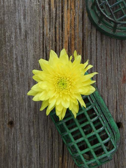 CHAMPAGNE  YELLOW POMPONS